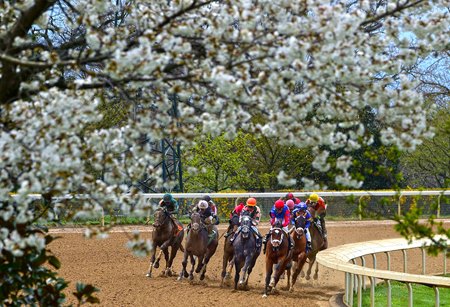kee spring