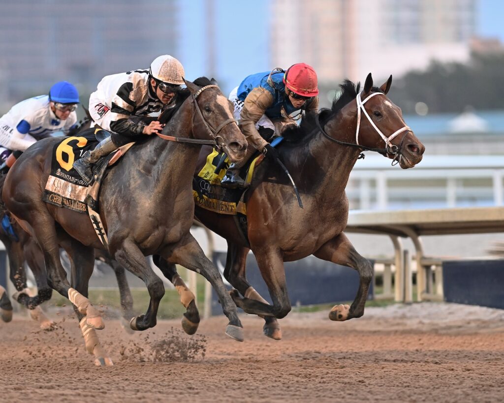 commandment/Chief Wallaby fountain of youth 2026 ac gulfstream park