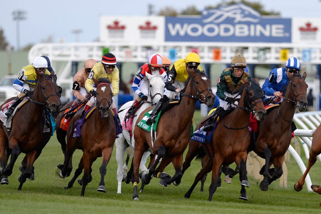 Quills Picks Winners – Sunday 8/9 – Woodbine Race 7 wo26 turf turn